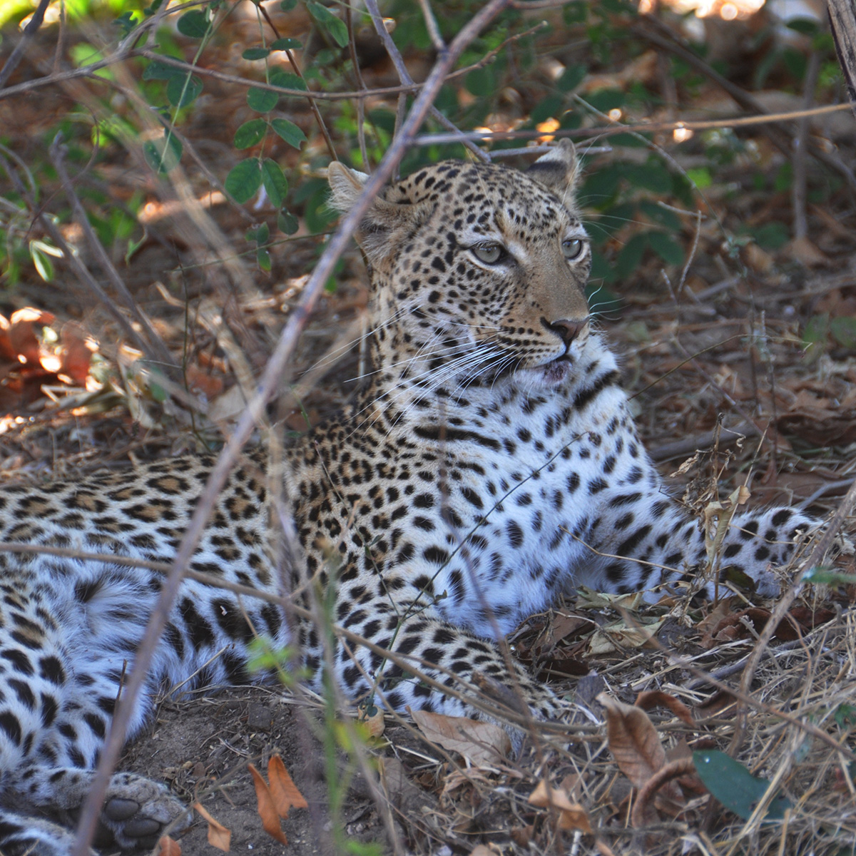 leopard1