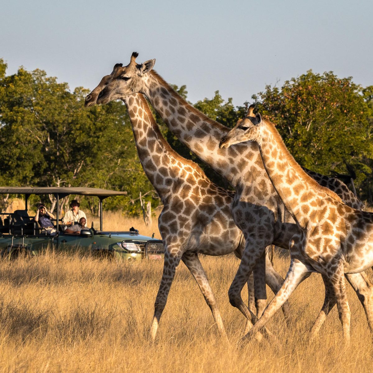 hwange_06-18-60e