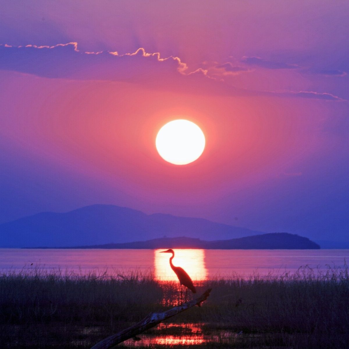 Landscape view of a scenic vista over Lake Kariba with a vibrant sunset and a grey heron directly in line with the setting sun rays.  Matusadona National Park, Zimbabwe